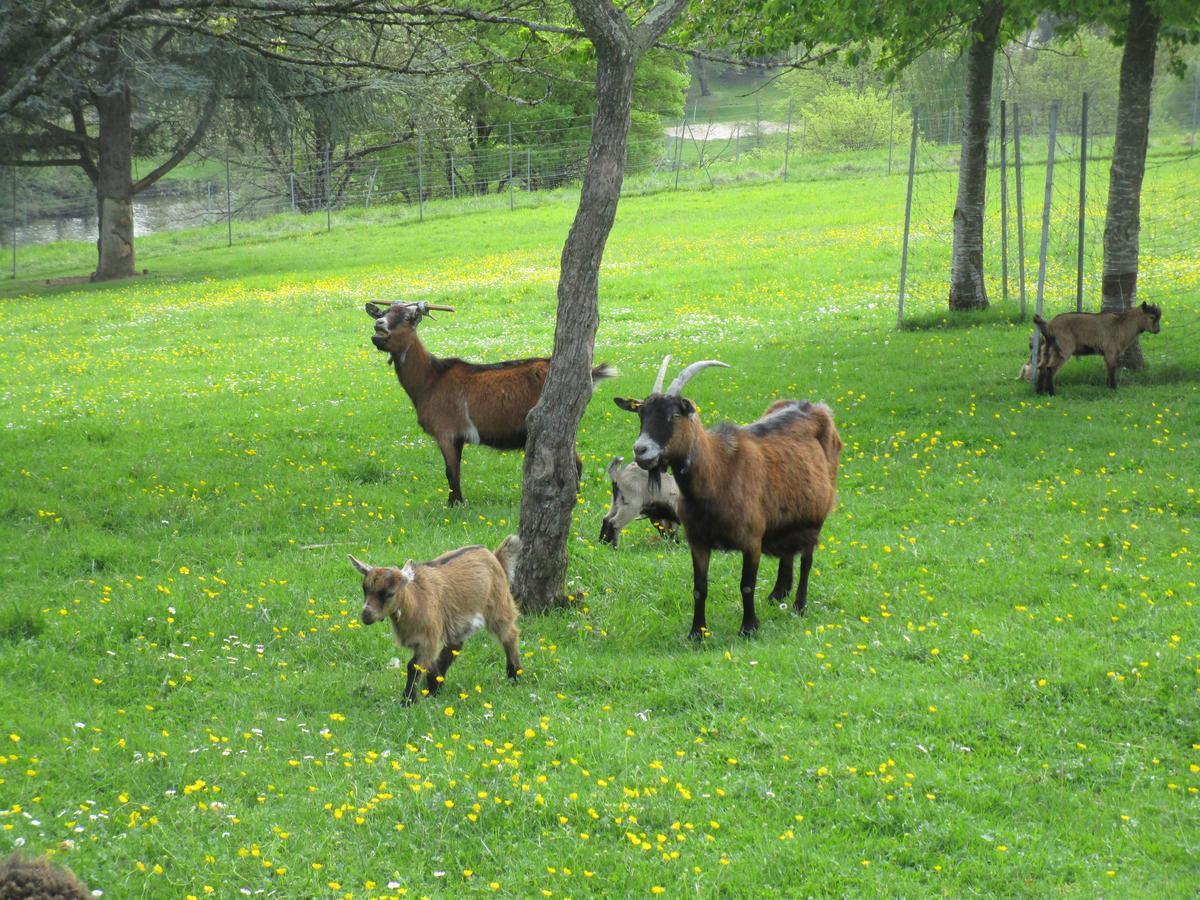 Gite Le Bourgneuf Fresnay-sur-Sarthe Dış mekan fotoğraf